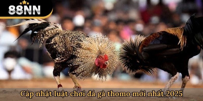 Cập nhật luật chơi đá gà thomo mới nhất 2025