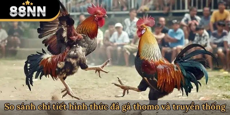 So sánh chi tiết hình thức đá gà thomo và truyền thống