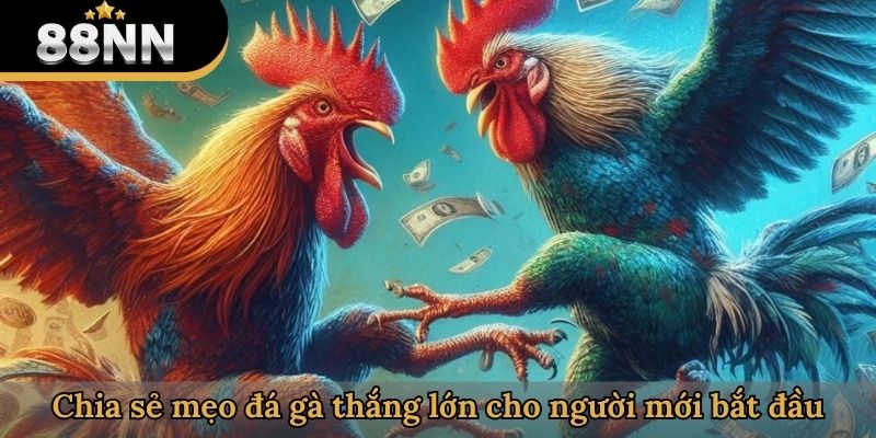 Chia sẻ mẹo đá gà thắng lớn cho người mới bắt đầu