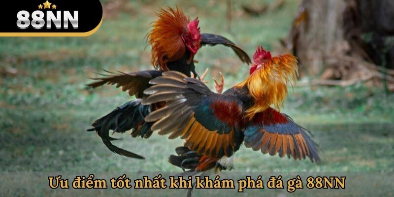 Ưu điểm tốt nhất khi khám phá đá gà 88NN